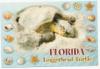 Florida sea turtle